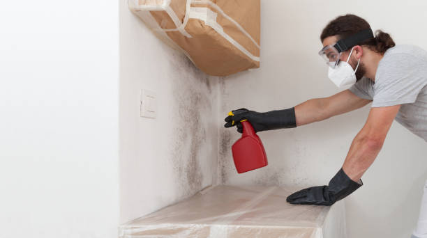 Basement Mold Remediation treatment on basement walls in Portage